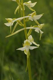 Attēlu rezultāti vaicājumam “Platanthera chlorantha”