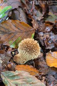 Attēlu rezultāti vaicājumam “Lycoperdon echinatum”