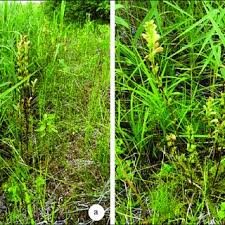 Attēlu rezultāti vaicājumam “Pedicularis sceptrum-carolinum leaf”