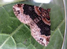 Attēlu rezultāti vaicājumam “Xanthorhoe ferrugata”