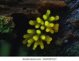 Attēlu rezultāti vaicājumam “Ceratiomyxa fruticulosa plasmodium”