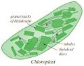 Chloroplasts