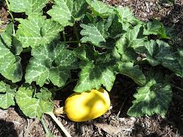 Attēlu rezultāti vaicājumam “Cucurbita pepo”