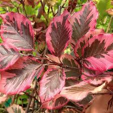 Attēlu rezultāti vaicājumam “Fagus sylvatica fo. purpurea male flower”