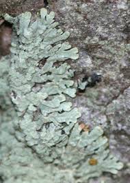 Attēlu rezultāti vaicājumam “Parmeliopsis ambigua”