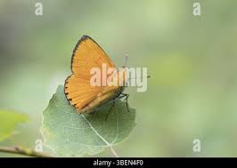 Attēlu rezultāti vaicājumam “Lycaena virgaureae male”