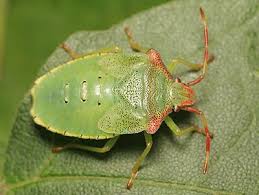 Attēlu rezultāti vaicājumam “Acanthosoma haemorrhoidale”