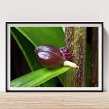 Attēlu rezultāti vaicājumam “Lilium lancifolium bud”