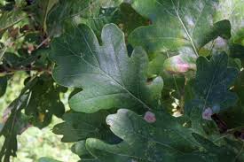 Attēlu rezultāti vaicājumam “Quercus robur Fastigiata leaf”
