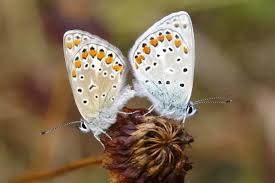 Attēlu rezultāti vaicājumam “Polyommatus icarus”