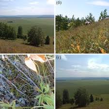 Attēlu rezultāti vaicājumam “Physarum braunianum young”