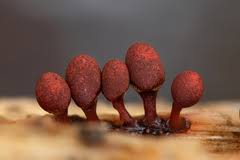 Attēlu rezultāti vaicājumam “Lycogala roseosporum sessile”