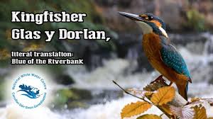 Image result for Seren Dwr