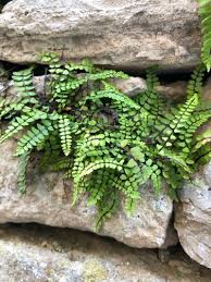 Attēlu rezultāti vaicājumam “Asplenium trichomanes”