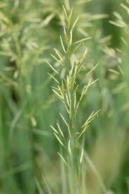 Attēlu rezultāti vaicājumam “Bromopsis inermis”