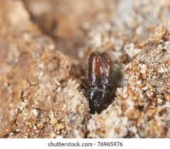 Attēlu rezultāti vaicājumam “Triplax russica”