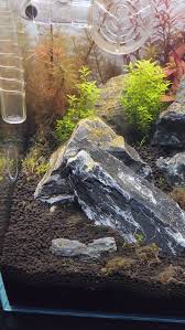 Attēlu rezultāti vaicājumam “Elatine hydropiper leaf”