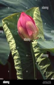 Attēlu rezultāti vaicājumam “Lotus sp. bud”