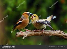 Attēlu rezultāti vaicājumam “Coccothraustes coccothraustes”