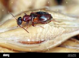 Attēlu rezultāti vaicājumam “Anthicidae”