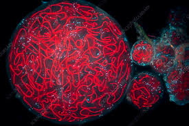 Attēlu rezultāti vaicājumam “Nostoc pruniforme cells”