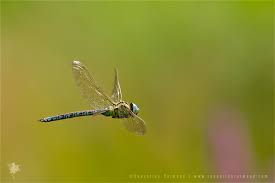 Attēlu rezultāti vaicājumam “Aeshna viridis”