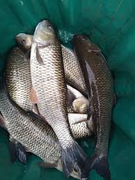 Image result for Plough Angling Society