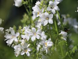Image result for Polemonium coeruleum album