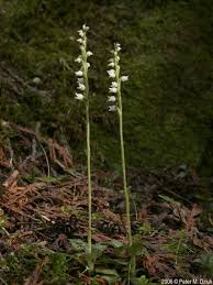 Attēlu rezultāti vaicājumam “Goodyera repens flower”