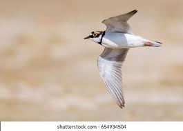 Attēlu rezultāti vaicājumam “Charadrius dubius adult”