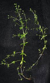 Attēlu rezultāti vaicājumam “Galium trifidum”