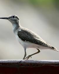 Attēlu rezultāti vaicājumam “Actitis hypoleucos adult”