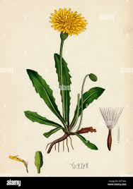 Attēlu rezultāti vaicājumam “Leontodon hispidus leaf”