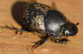 Attēlu rezultāti vaicājumam “Scarabaeidae”