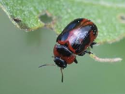 Attēlu rezultāti vaicājumam “Gonioctena viminalis”