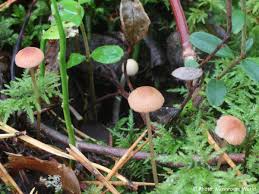 Attēlu rezultāti vaicājumam “Mycena rosella”