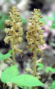 Attēlu rezultāti vaicājumam “Neottia nidus-avis flower”