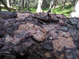 Attēlu rezultāti vaicājumam “Phlebia serialis”