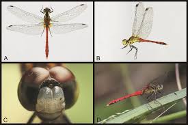 Attēlu rezultāti vaicājumam “Sympetrum”