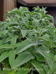 Attēlu rezultāti vaicājumam “Mentha spicata”