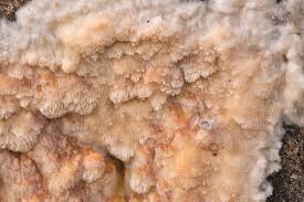 Attēlu rezultāti vaicājumam “Asterodon ferruginosus”