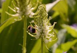 Attēlu rezultāti vaicājumam “Phyteuma spicatum”