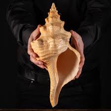 Image result for Triplofusus giganteus