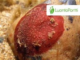 Attēlu rezultāti vaicājumam “Hildenbrandia rivularis”