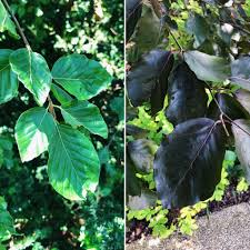 Attēlu rezultāti vaicājumam “Fagus sylvatica leaf”