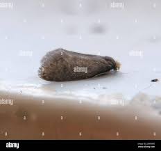 Attēlu rezultāti vaicājumam “Taleporia tubulosa”