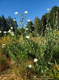 Image result for Romneya coulteri