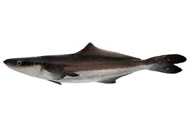 Image result for Rachycentron canadum