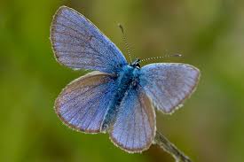 Attēlu rezultāti vaicājumam “Cyaniris semiargus underside”