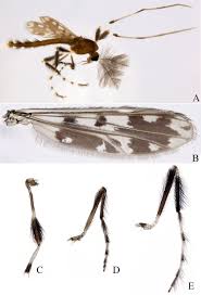 Attēlu rezultāti vaicājumam “Chironomidae”